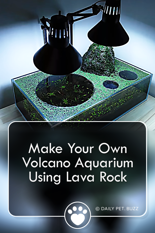 Make Your Own Volcano Aquarium Using Lava Rock