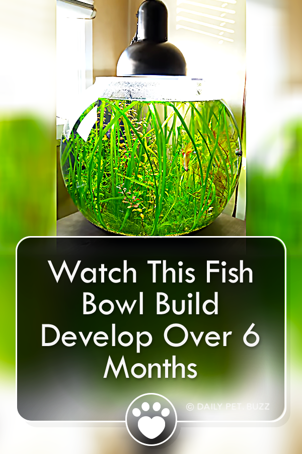 Watch This Fish Bowl Build Develop Over 6 Months