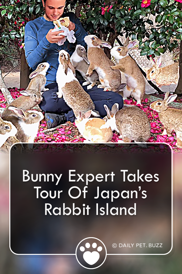 Bunny Expert Takes Tour Of Japan’s Rabbit Island