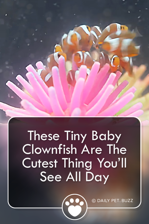 These Tiny Baby Clownfish Are The Cutest Thing You’ll See All Day