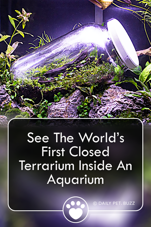 See The World’s First Closed Terrarium Inside An Aquarium