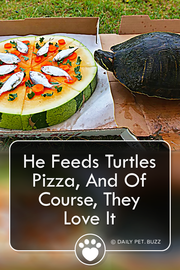 He Feeds Turtles Pizza, And Of Course, They Love It