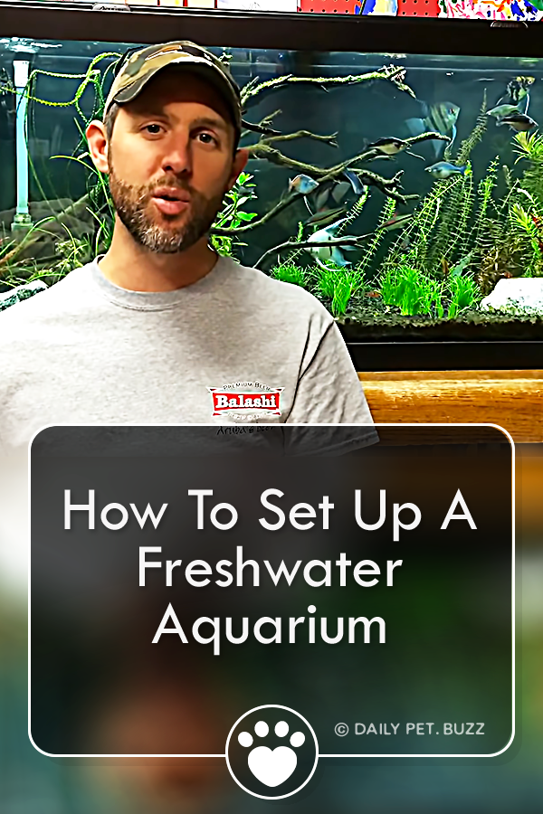 How To Set Up A Freshwater Aquarium