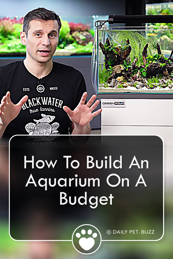 How To Build An Aquarium On A Budget