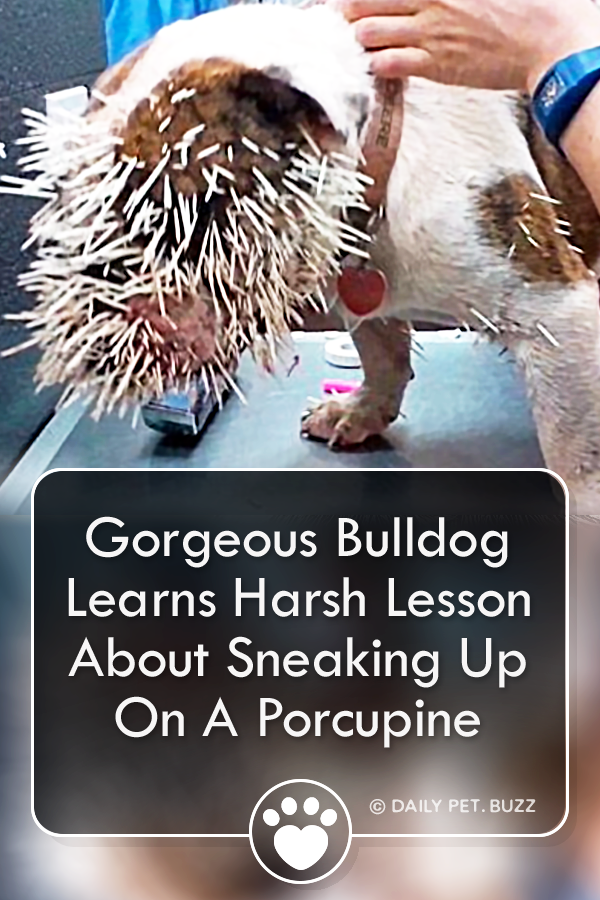 Gorgeous Bulldog Learns Harsh Lesson About Sneaking Up On A Porcupine