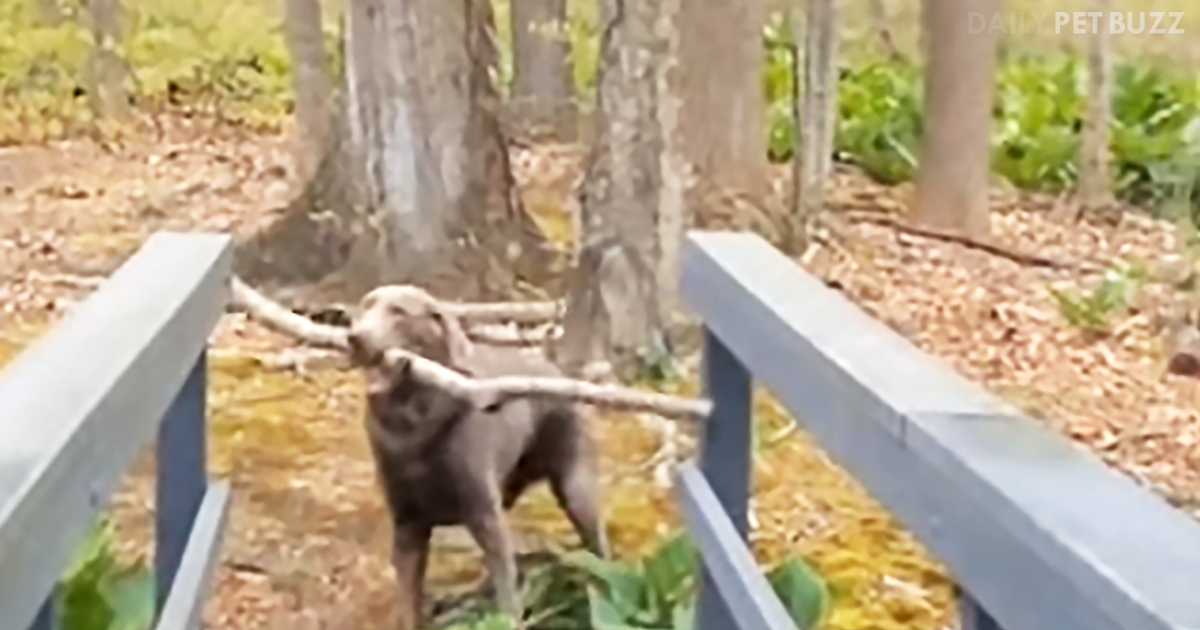 Clever Theo Thinks Things Through And Gets His Giant Stick Across The Bridge