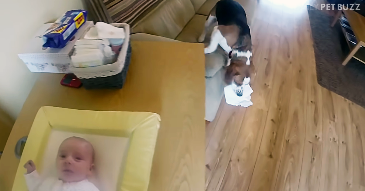 Throwback Video Of Charlie The Beagle Helping Mom Change Baby Laura-Olivia's Diaper