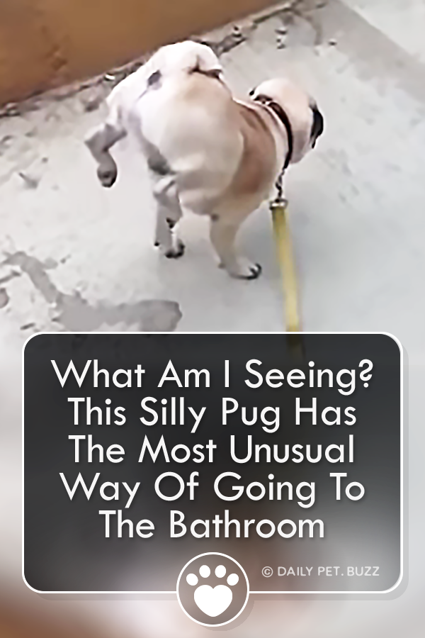 What Am I Seeing? This Silly Pug Has The Most Unusual Way Of Going To The Bathroom