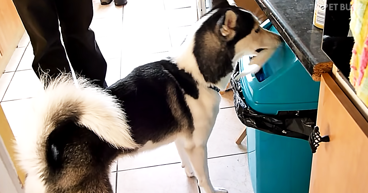 Dexter The Husky Pup Is Keen To Show Off His Skills – He Even Fetches The Mail