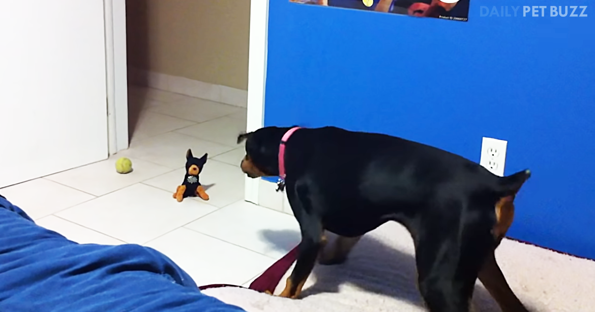 Doberman Daddy Pulls Prank On His Pup With Hilarious Results