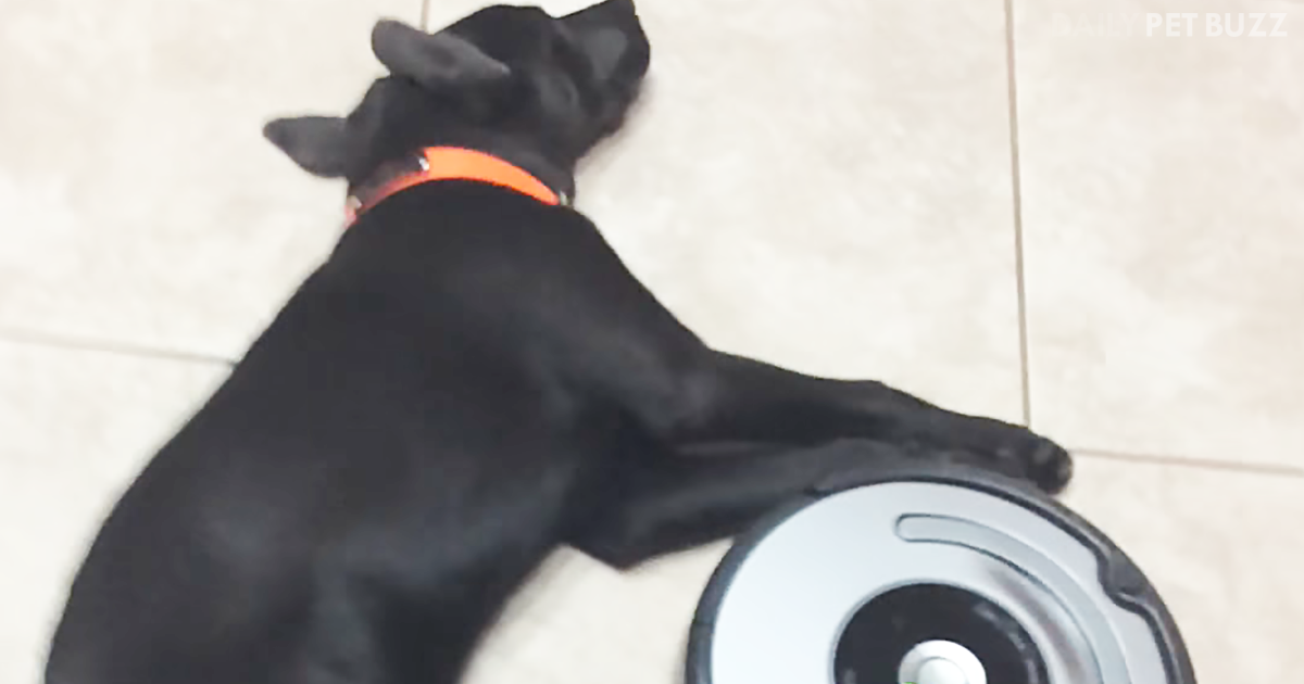 Who Will Win The Battle Between Roomba And Lazy Black ...