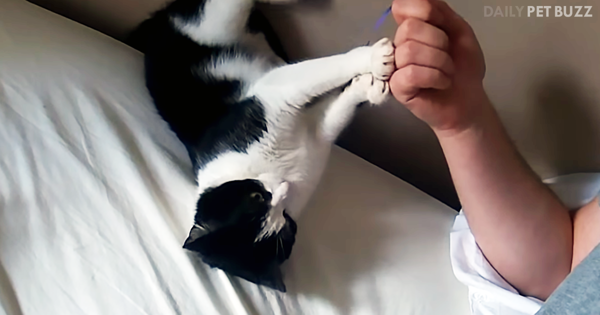 Playful Apollo Gets Swallowed Up By Black Hole – The Bed Monster Strikes Again