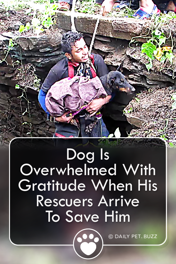 Dog Is Overwhelmed With Gratitude When His Rescuers Arrive To Save Him