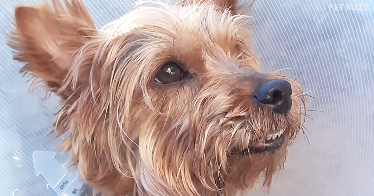 She Was A Senior Dog That They Fixed Up And Found A Peaceful Fur-Ever Home