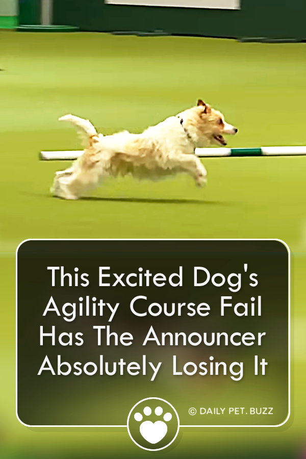 This Excited Dog\'s Agility Course Fail Has The Announcer Absolutely Losing It