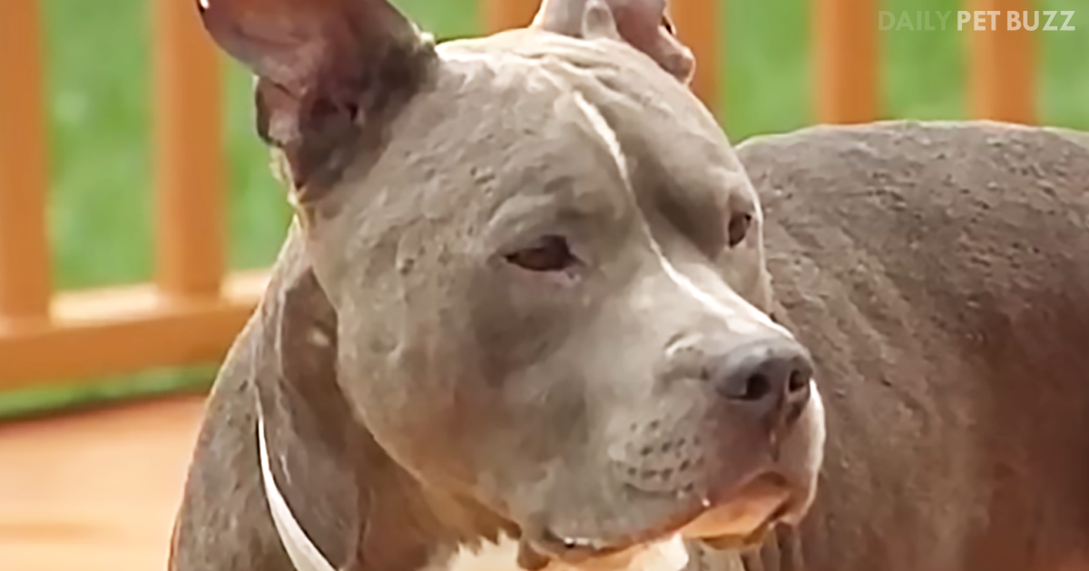 When His Beloved Pitbull Had Been Missing For Almost A Year, A Miraculous Message Arrived