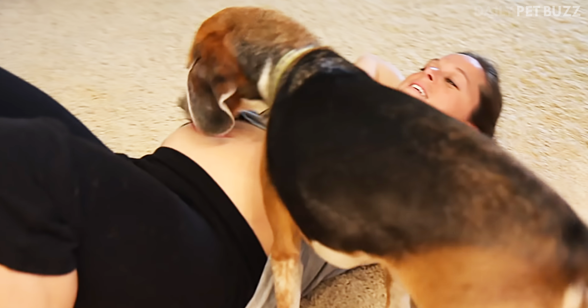 Walter The Beagle Was Excited To Meet His New Baby Sister Months Before Her Arrival