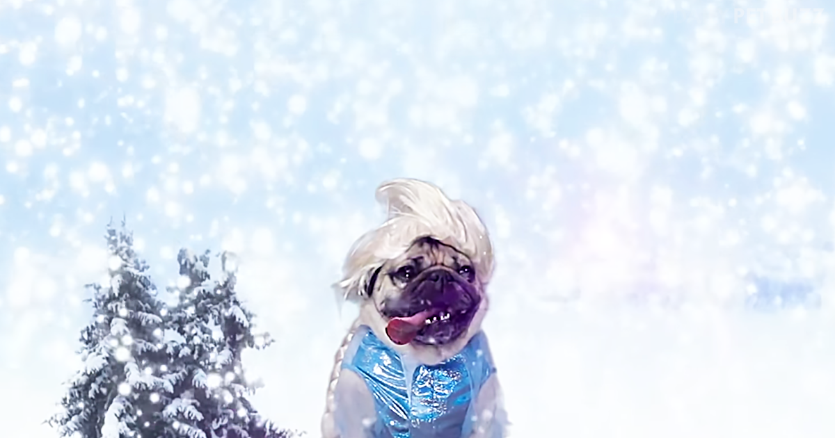 Doug The Pug Sings Funny ‘Frozen’ Parody Song About Food Pet Buzz