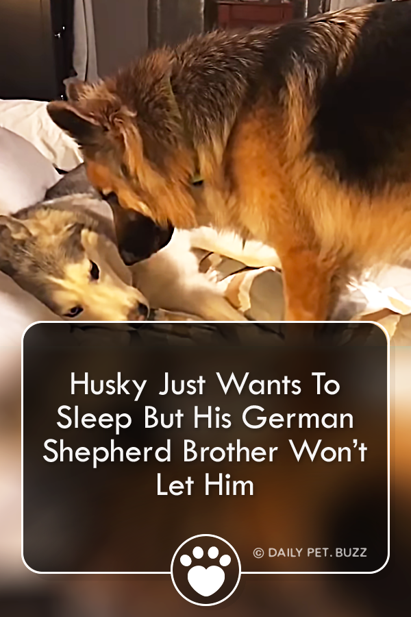 Husky Just Wants To Sleep But His German Shepherd Brother Won’t Let Him