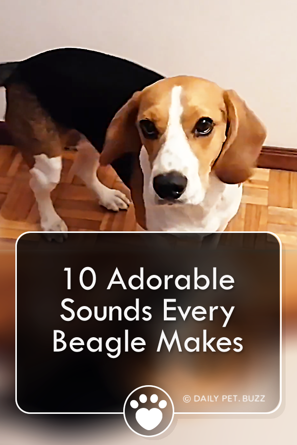 10 Adorable Sounds Every Beagle Makes