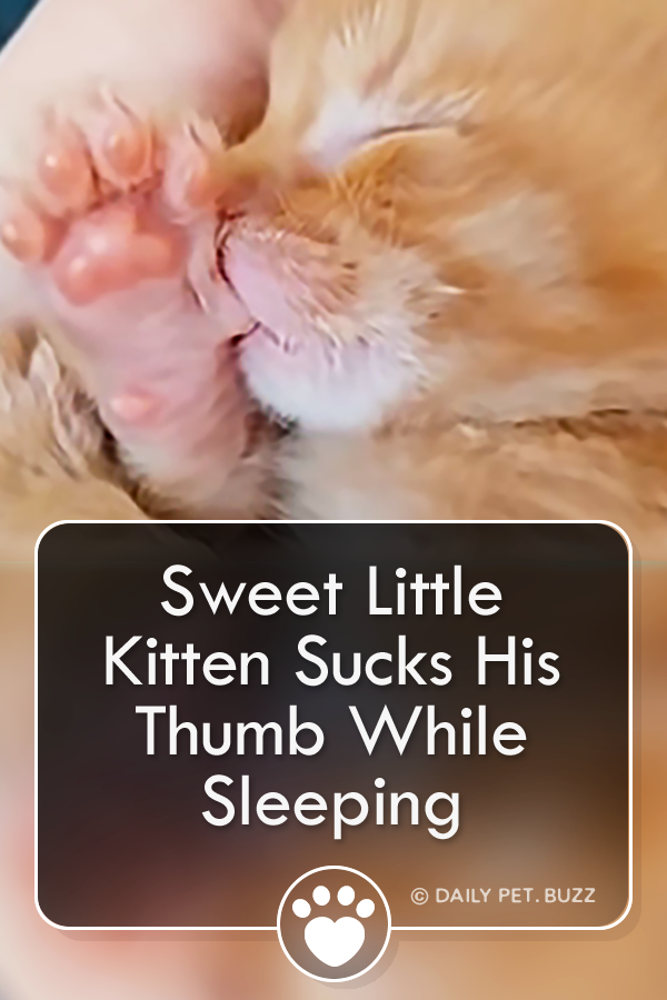 Sweet Little Kitten Sucks His Thumb While Sleeping