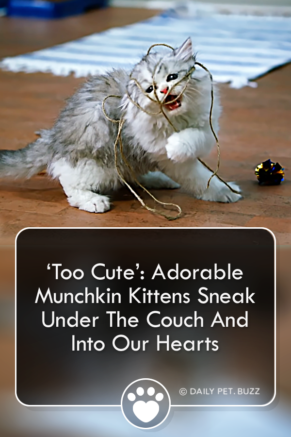 ‘Too Cute’: Adorable Munchkin Kittens Sneak Under The Couch And Into Our Hearts