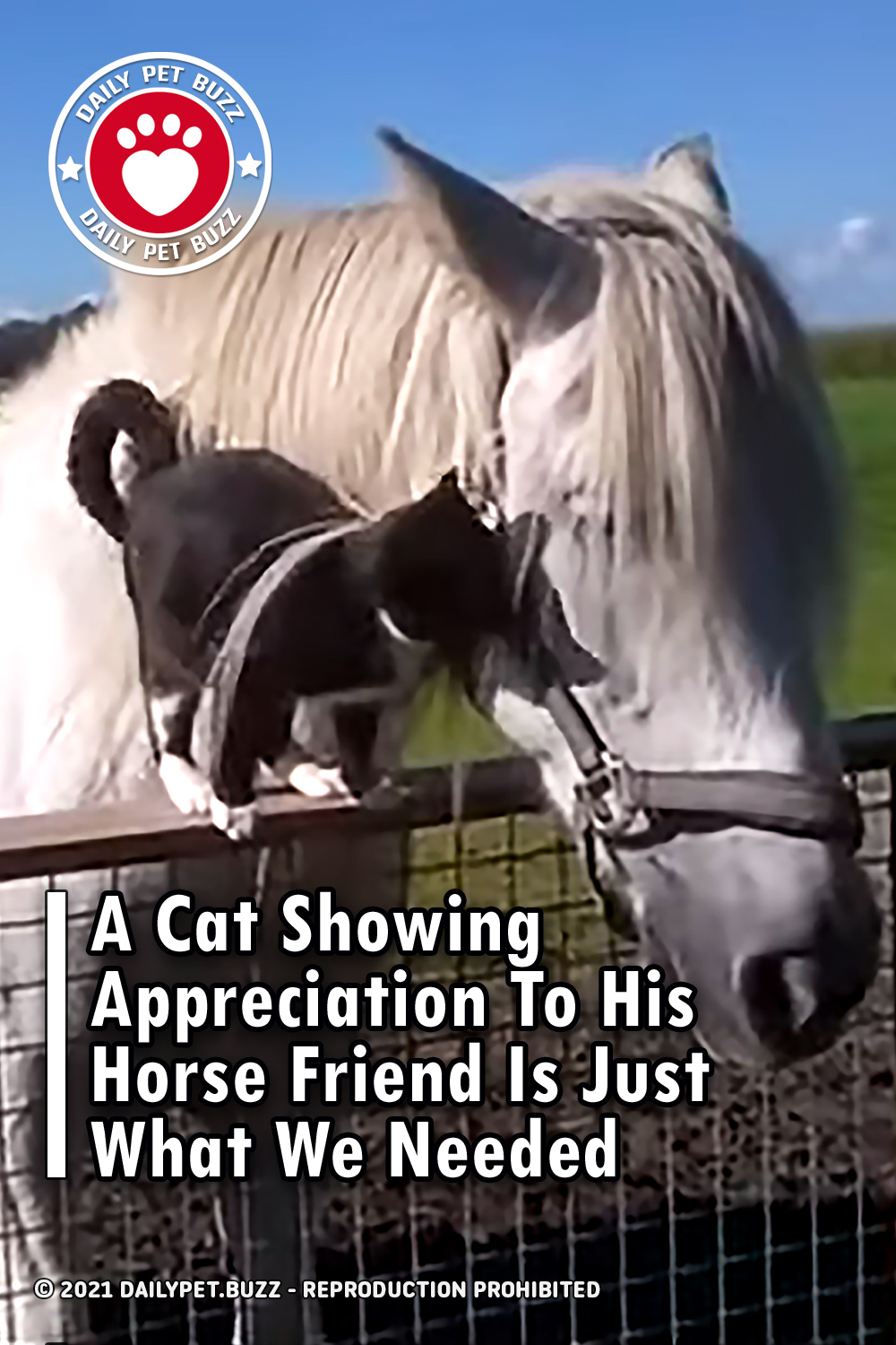 A Cat Showing Appreciation To His Horse Friend Is Just What We Needed