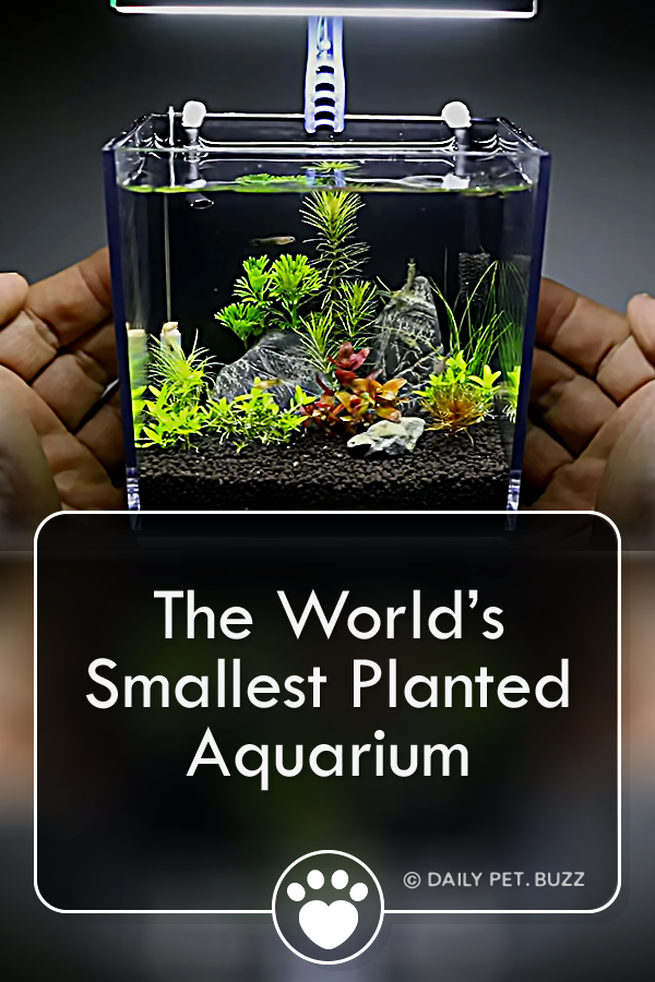 The World’s Smallest Planted Aquarium