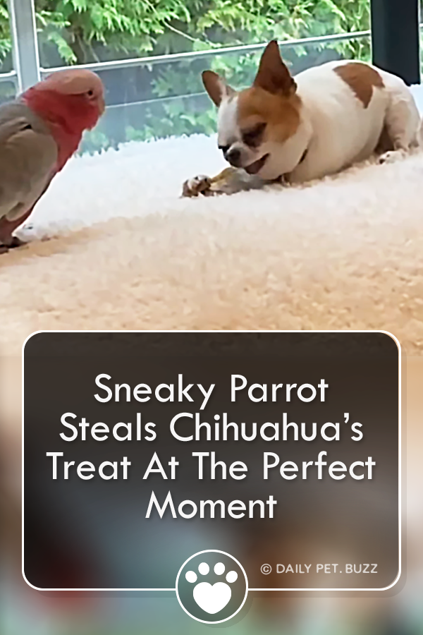 Sneaky Parrot Steals Chihuahua’s Treat At The Perfect Moment