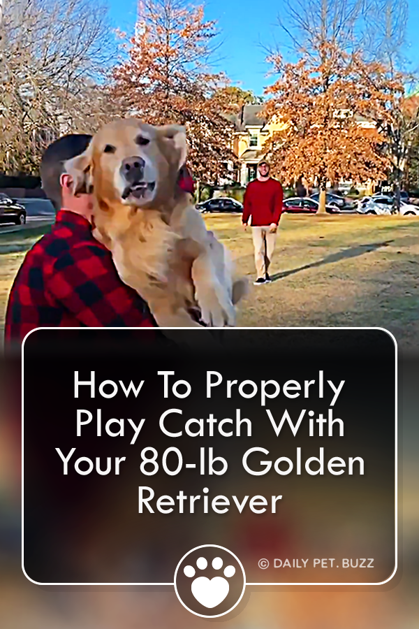 How To Properly Play Catch With Your 80-lb Golden Retriever