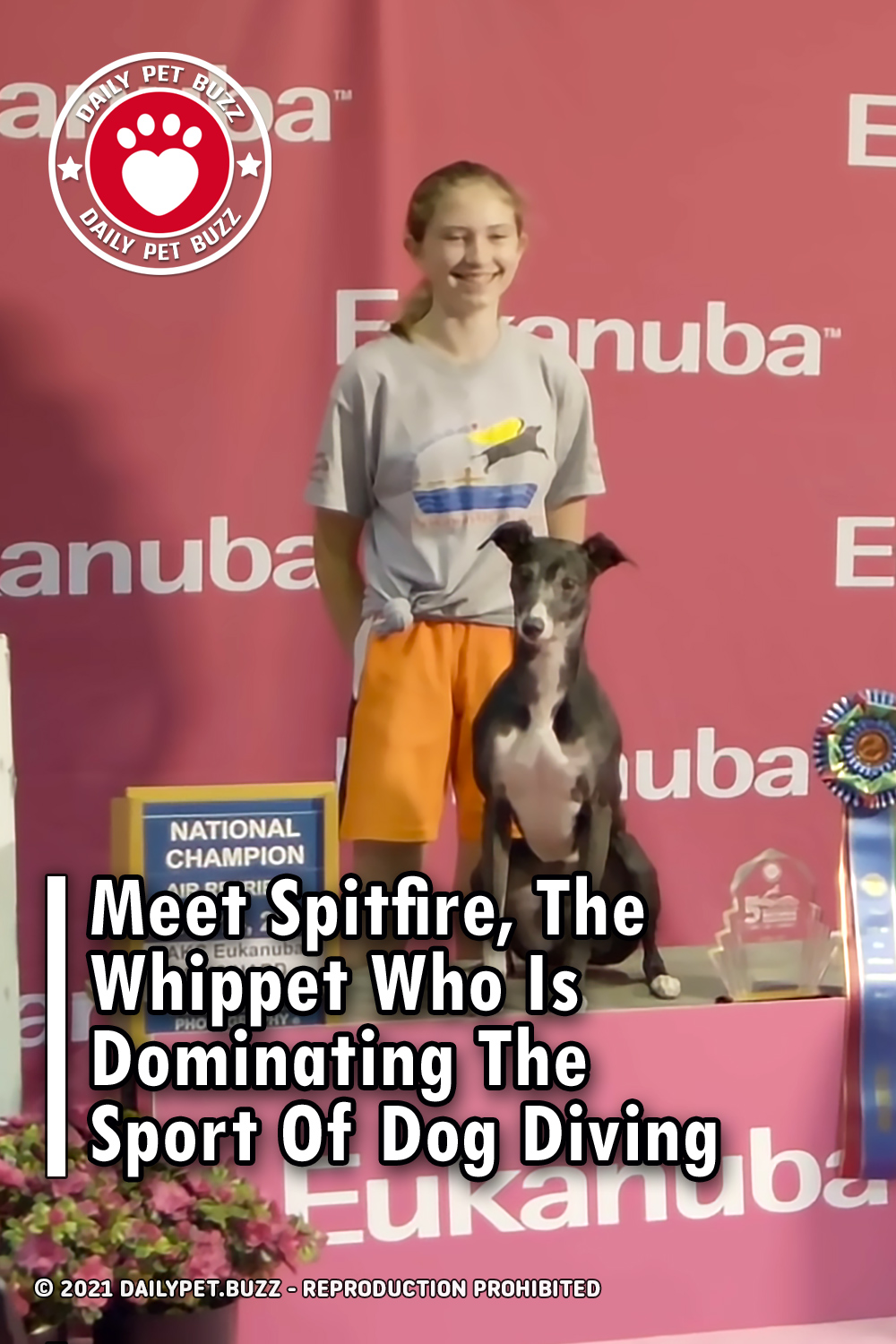 Meet Spitfire, The Whippet Who Is Dominating The Sport Of Dog Diving