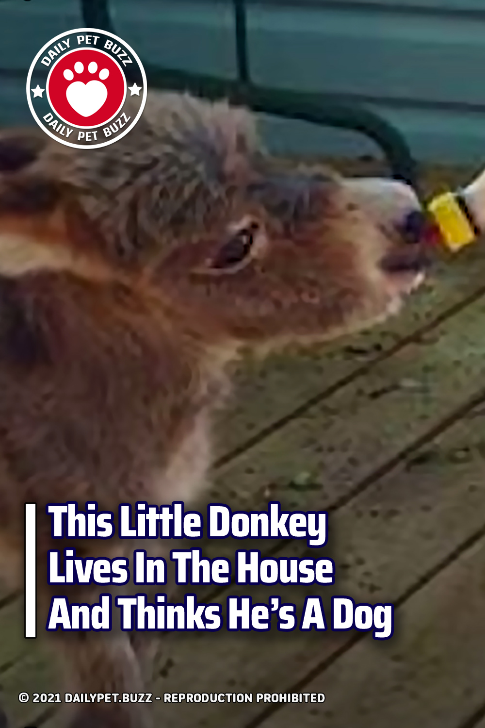 This Little Donkey Lives In The House And Thinks He’s A Dog