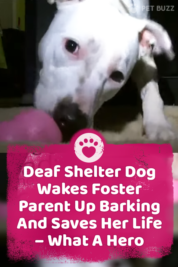 Deaf Shelter Dog Wakes Foster Parent Up Barking And Saves Her Life – What A Hero