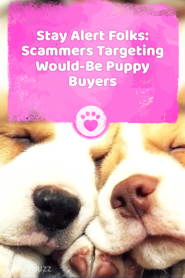 Stay Alert Folks: Scammers Targeting Would-Be Puppy Buyers