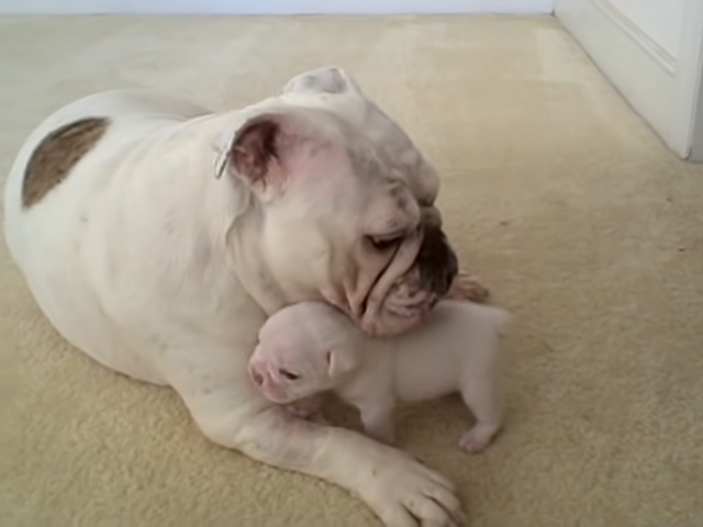 Bulldog Puppy