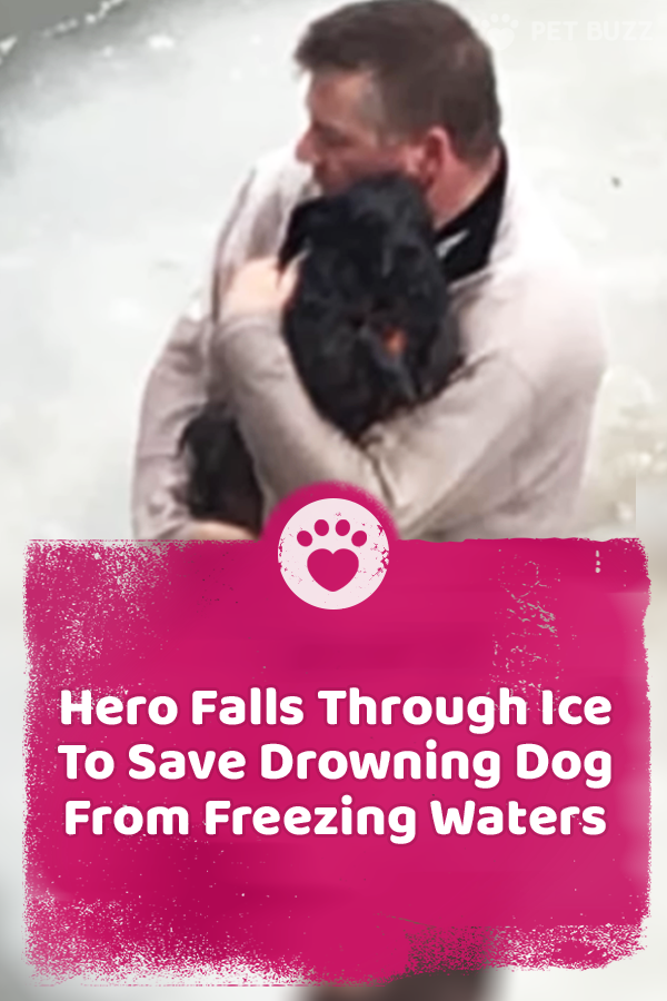 Hero Falls Through Ice To Save Drowning Dog From Freezing Waters