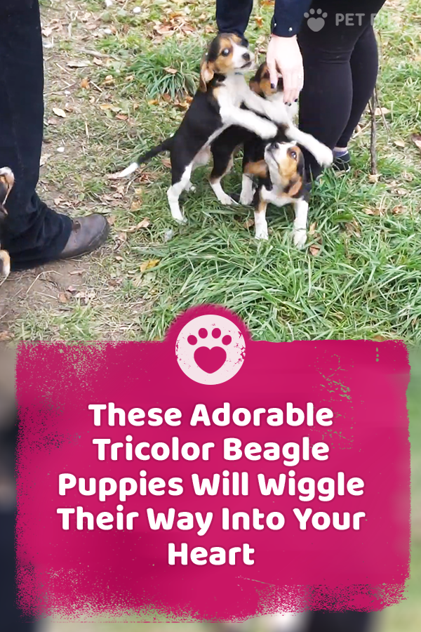 These Adorable Tricolor Beagle Puppies Will Wiggle Their Way Into Your Heart