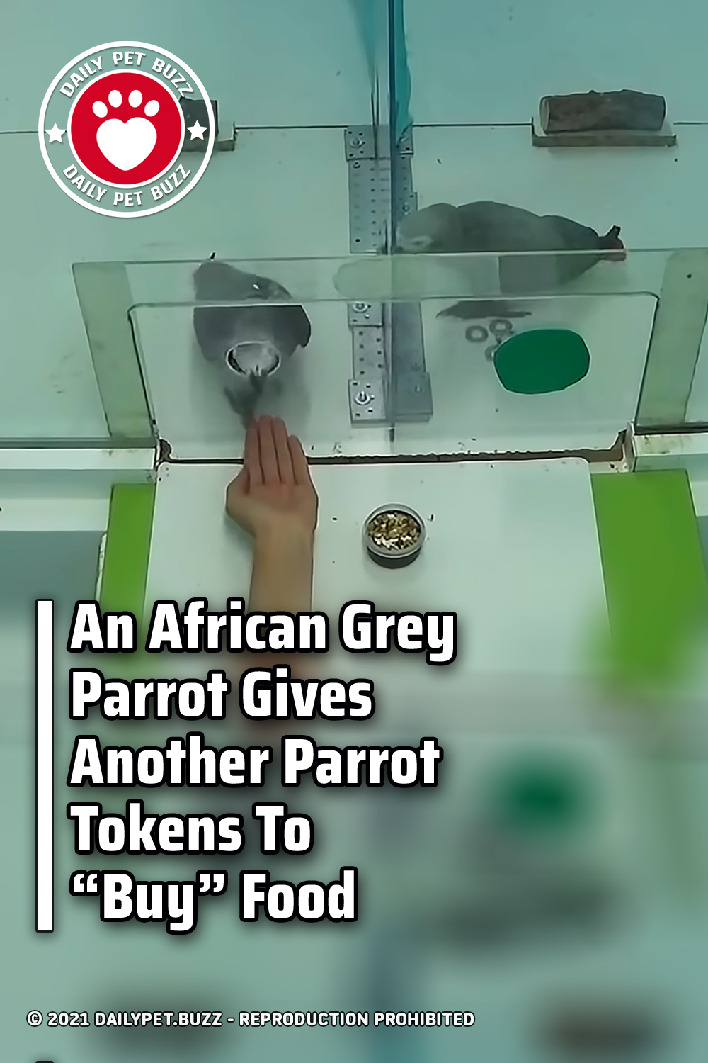 An African Grey Parrot Gives Another Parrot Tokens To “Buy” Food