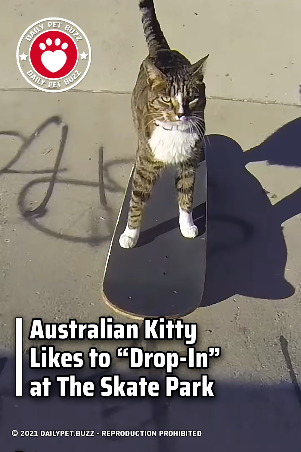 Australian Kitty Likes to \