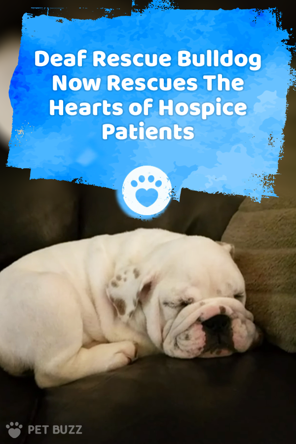 Deaf Rescue Bulldog Now Rescues The Hearts of Hospice Patients
