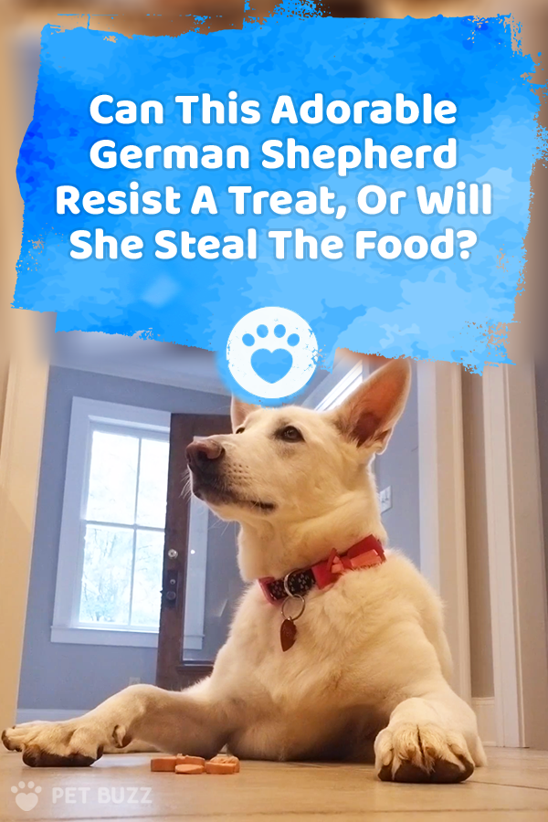 Can This Adorable German Shepherd Resist A Treat, Or Will She Steal The Food?