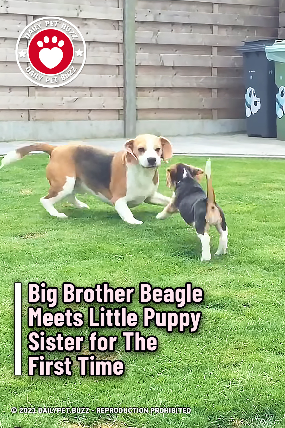 Big Brother Beagle Meets Little Puppy Sister for The First Time