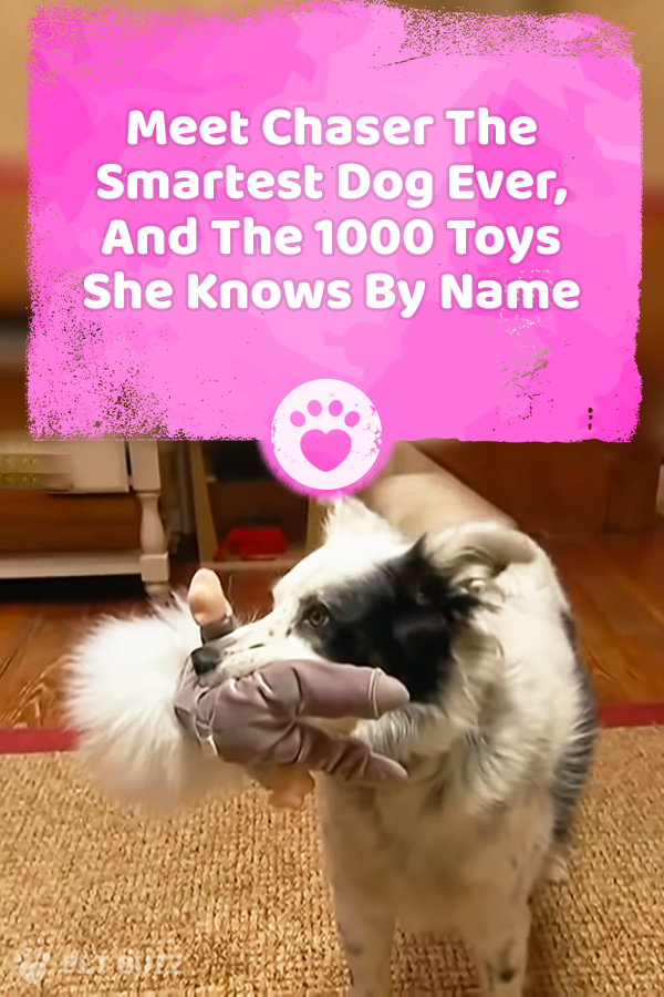 Meet Chaser The Smartest Dog Ever, And The 1000 Toys She Knows By Name