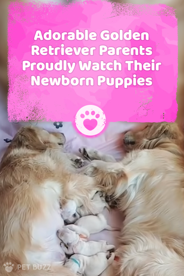 Adorable Golden Retriever Parents Proudly Watch Their Newborn Puppies