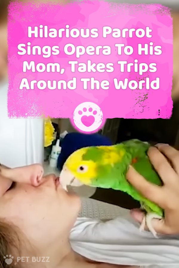 Hilarious Parrot Sings Opera To His Mom, Takes Trips Around The World