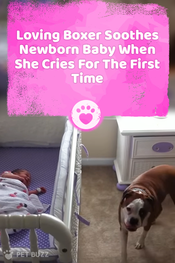 Loving Boxer Soothes Newborn Baby When She Cries For The First Time