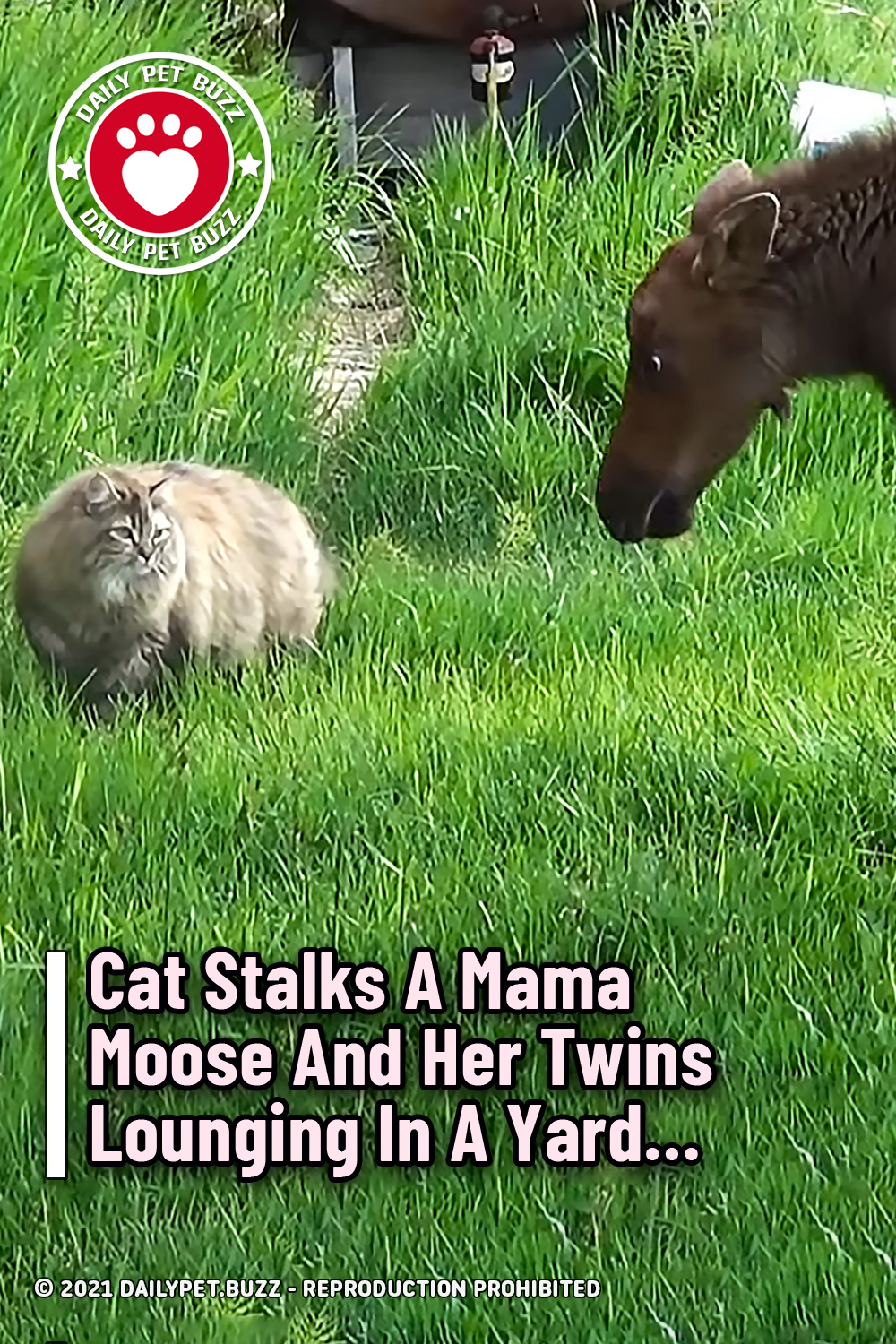 Cat Stalks A Mama Moose And Her Twins Lounging In A Yard...