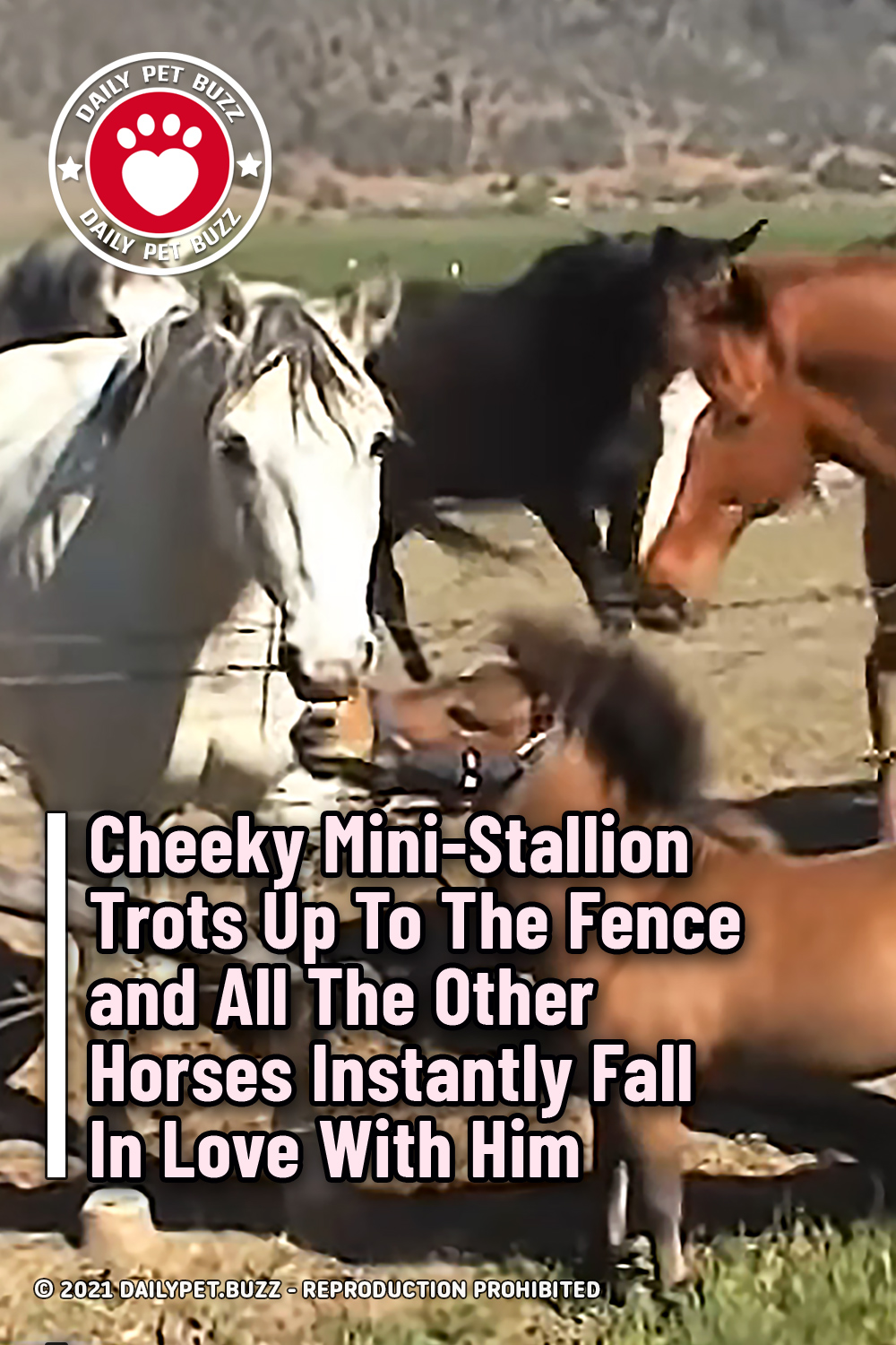 Cheeky Mini-Stallion Trots Up To The Fence and All The Horses Fall In Love With Him
