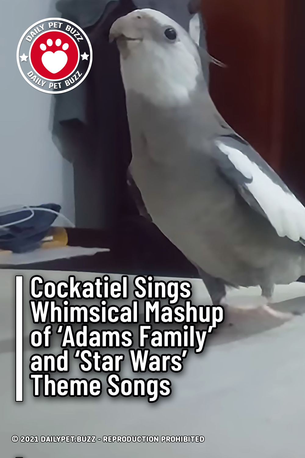 Cockatiel Sings Whimsical Mashup of \'Adams Family\' and \'Star Wars\' Theme Songs