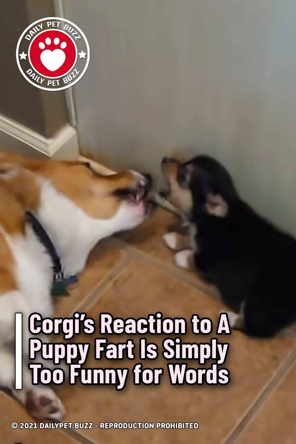 Corgi’s Reaction to A Puppy Fart Is Simply Too Funny for Words